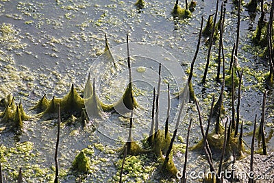 AlgaeÂ are a diverse group of aquatic organisms that have the ability to conduct photosynthesis.Â  Stock Photo